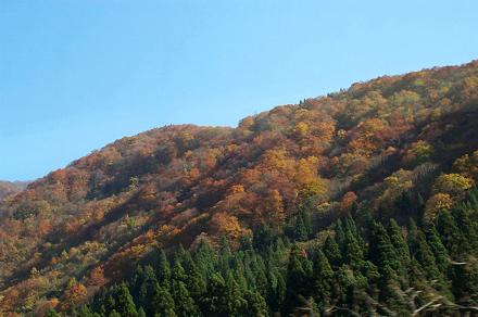 Autumn leaves near Takayama