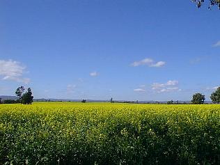 Canola field near Radio Telescope